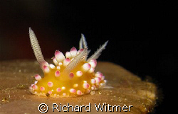 Self-propelled candy. Cadlinella ornatissima. Anilao.  Ca... by Richard Witmer 